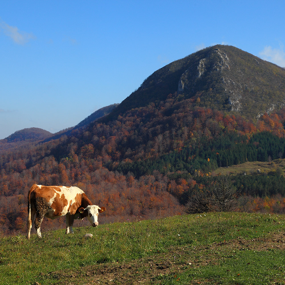 Povlen — planina tišine, tajni i senki