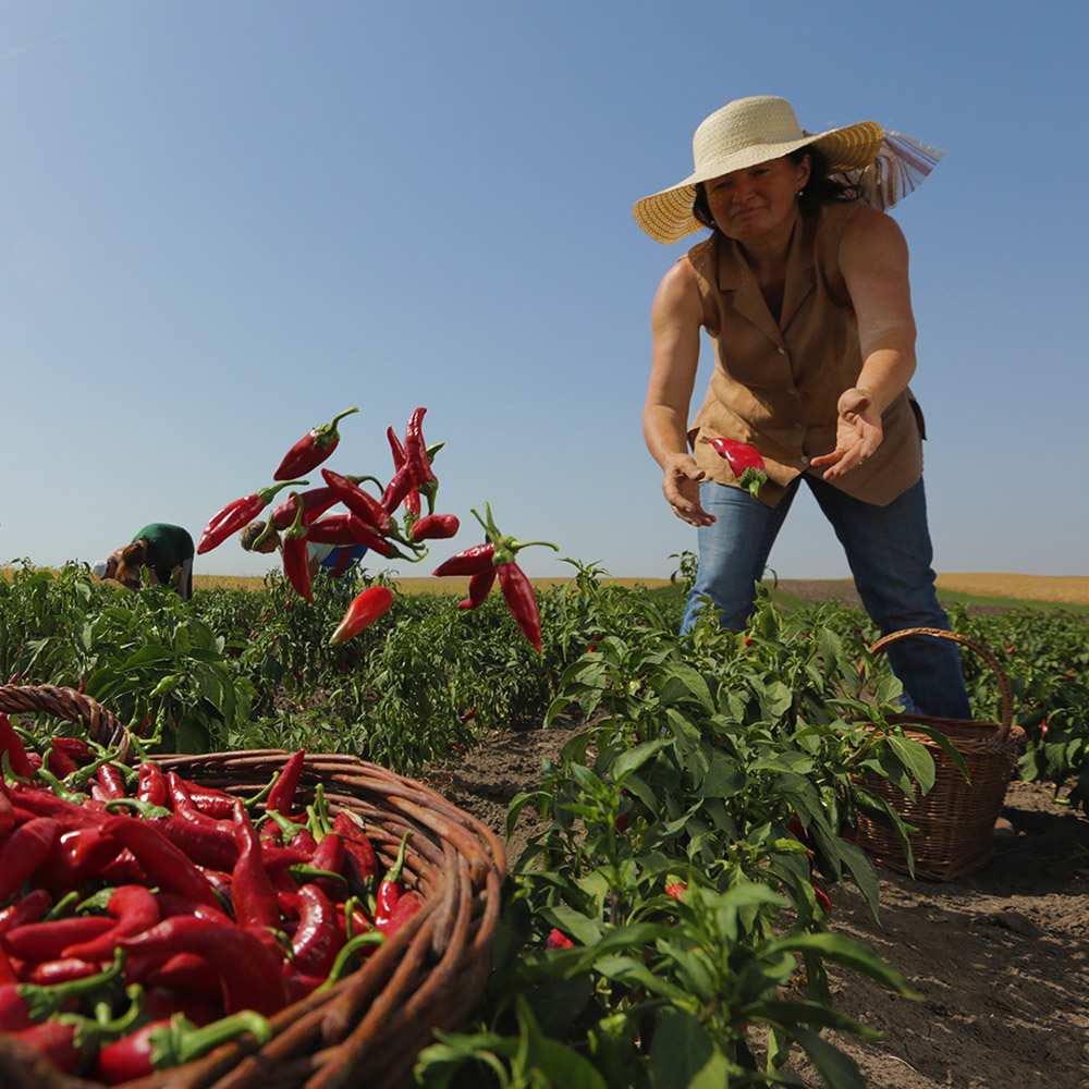 žena u polju skuplja ljutu papriku