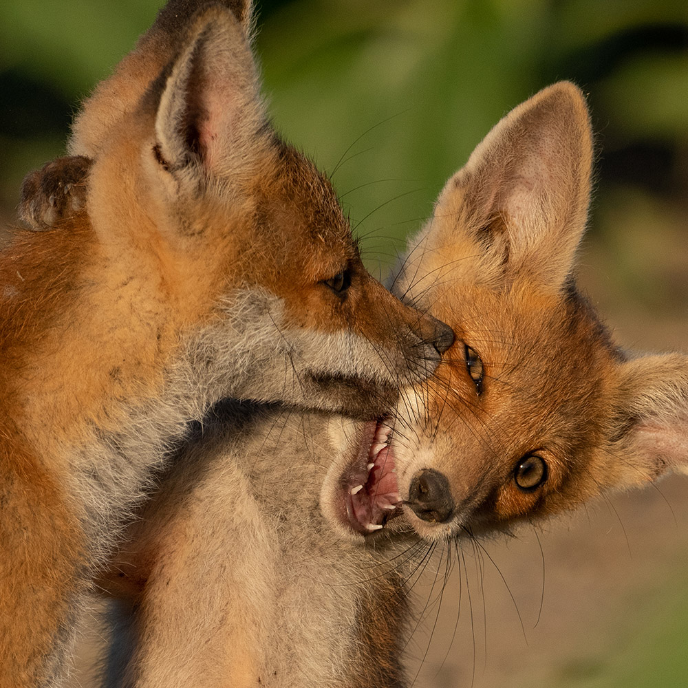 DIVLJA SRBIJA predstavlja Predrag Kostin